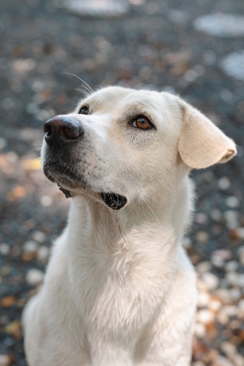 labrador ül néz