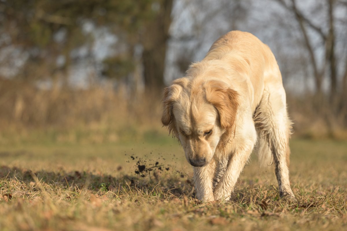 labrador retriever ás keres