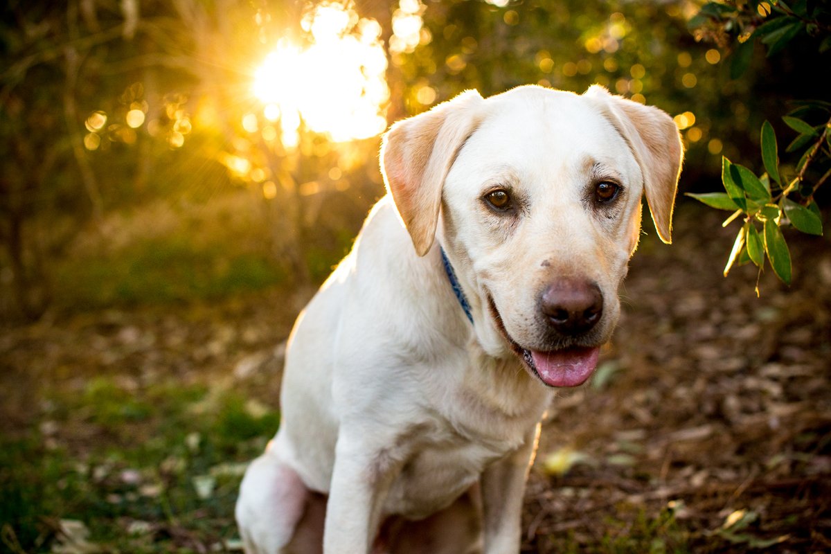 labrador retriever ősz ül erdő