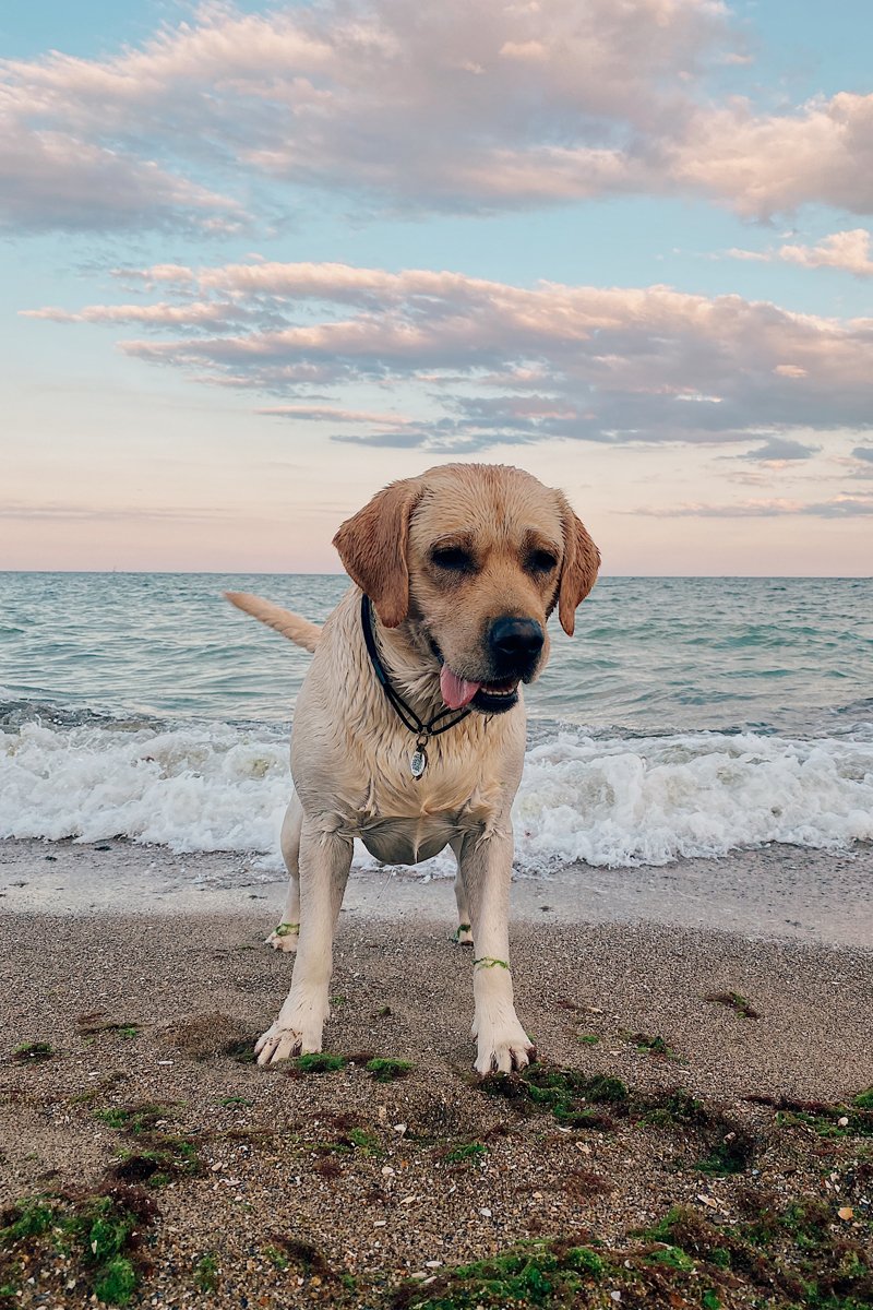 labrador víz tenger