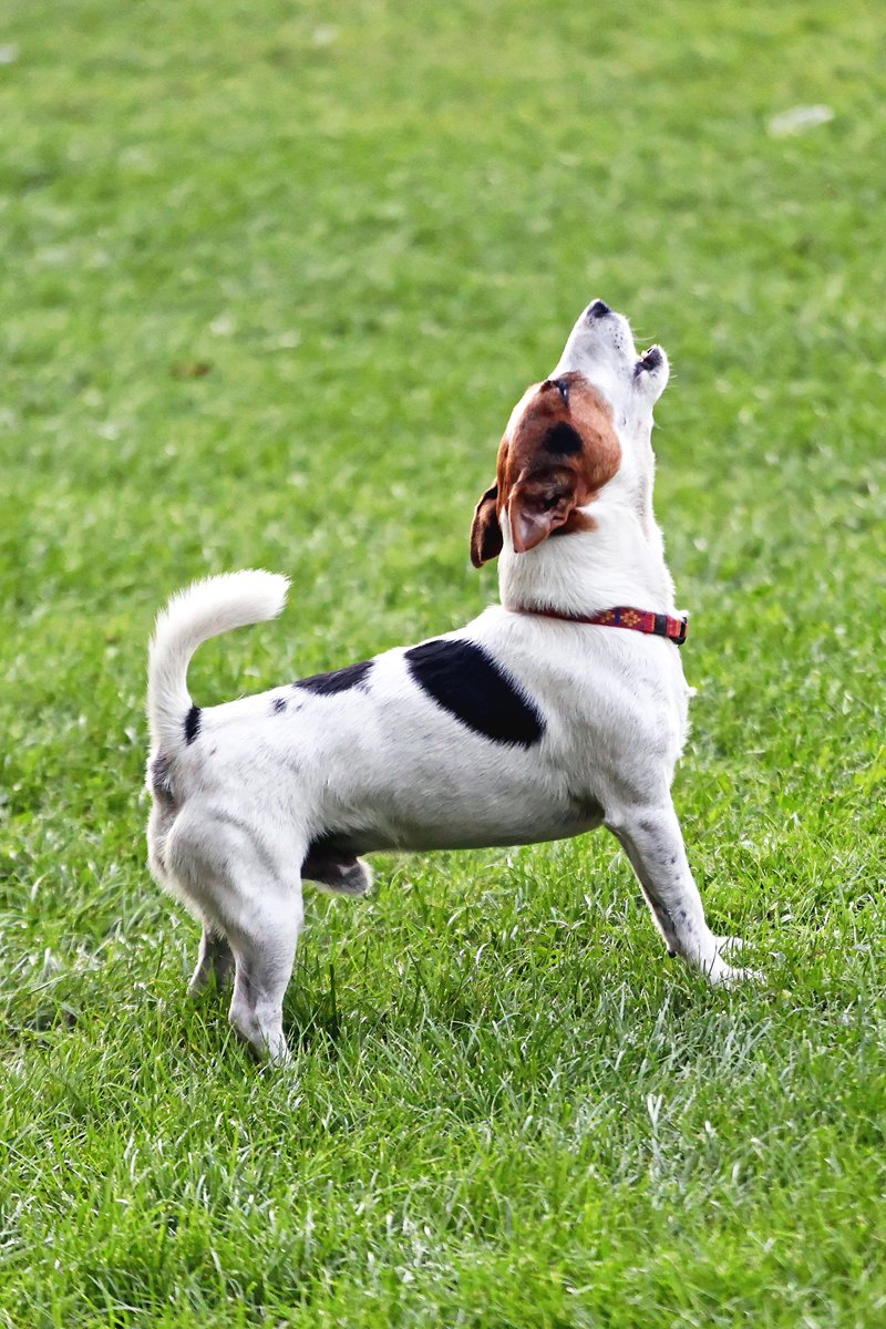 Jack Russell Terrier ugat