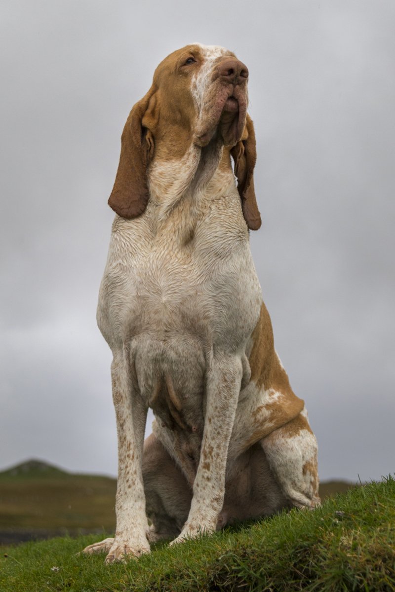 Bracco Italiano olasz vizsla