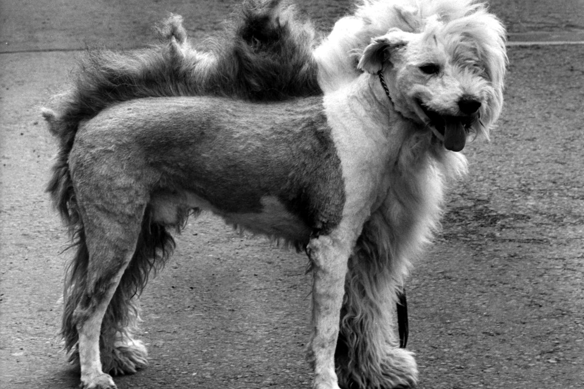 bobtail nyírás óangol juhászkutya
