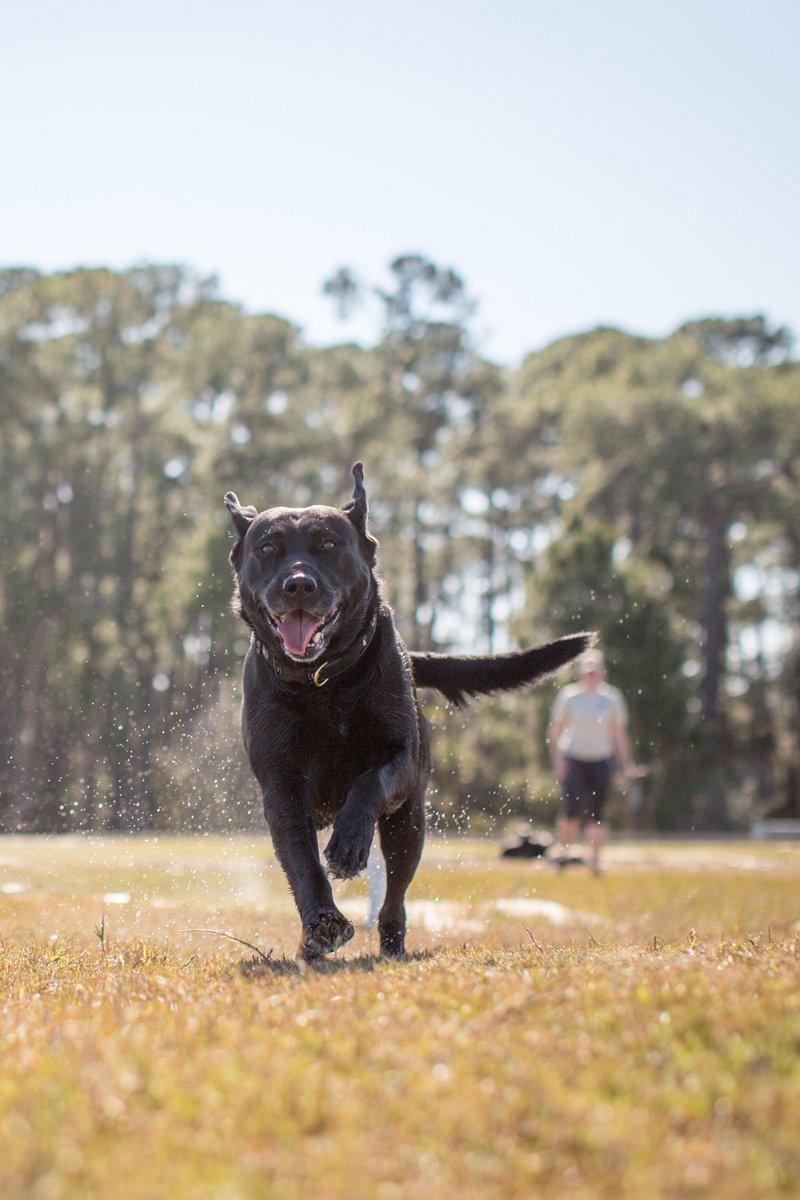 katona labrador fut