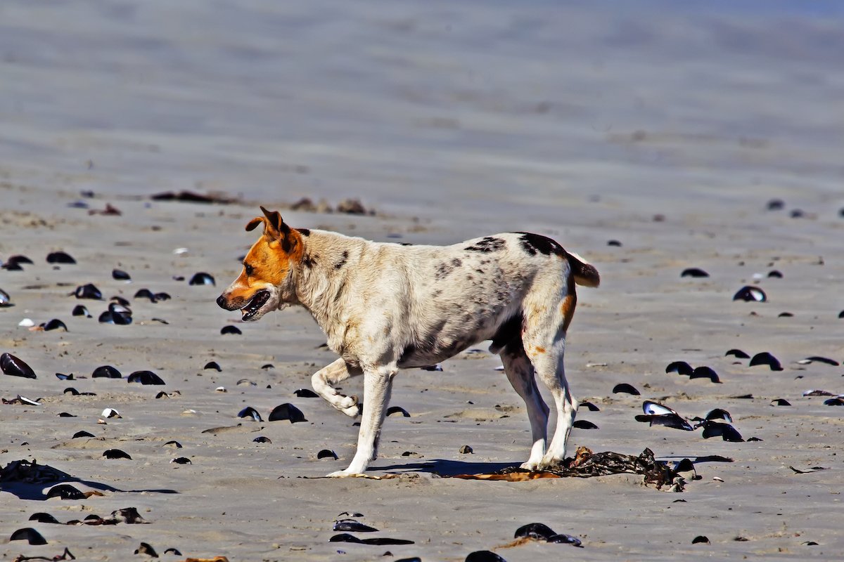 Stray Jack Russell dog on beach