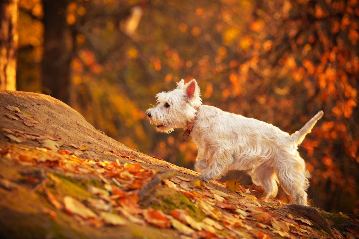 Autumn westie
