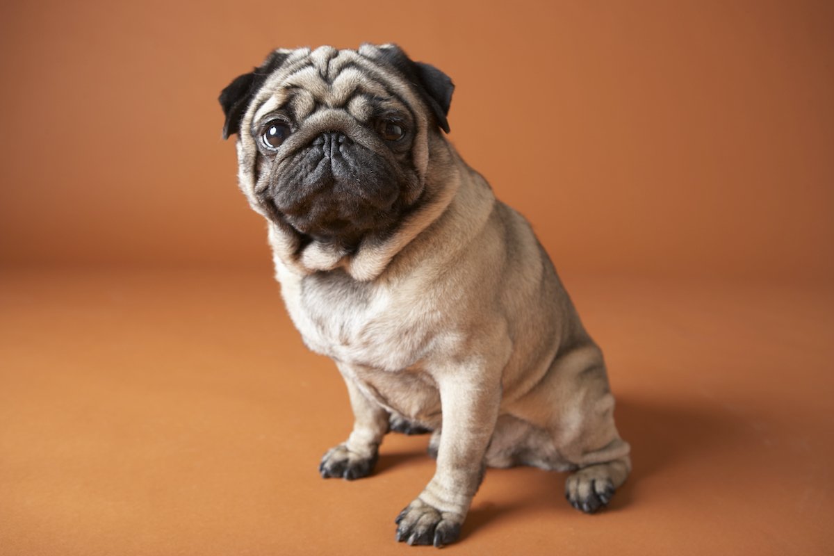 mopsz