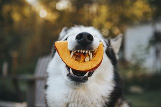 Dog Siberian Husky eating a pumpkin