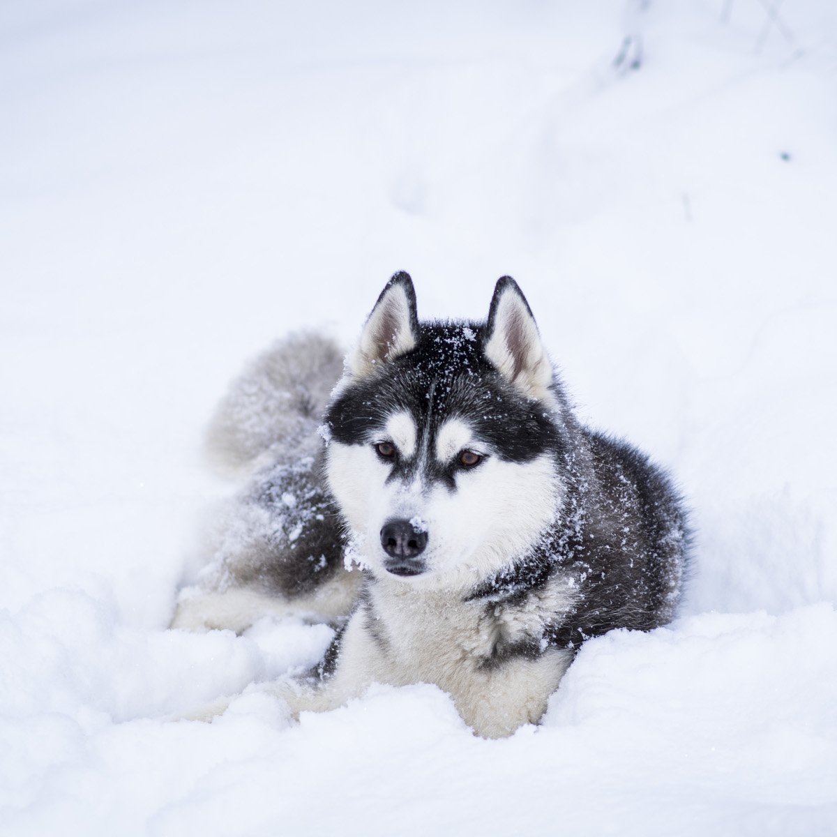 Portrait of sled siberian husky on snow covered field,Belarus