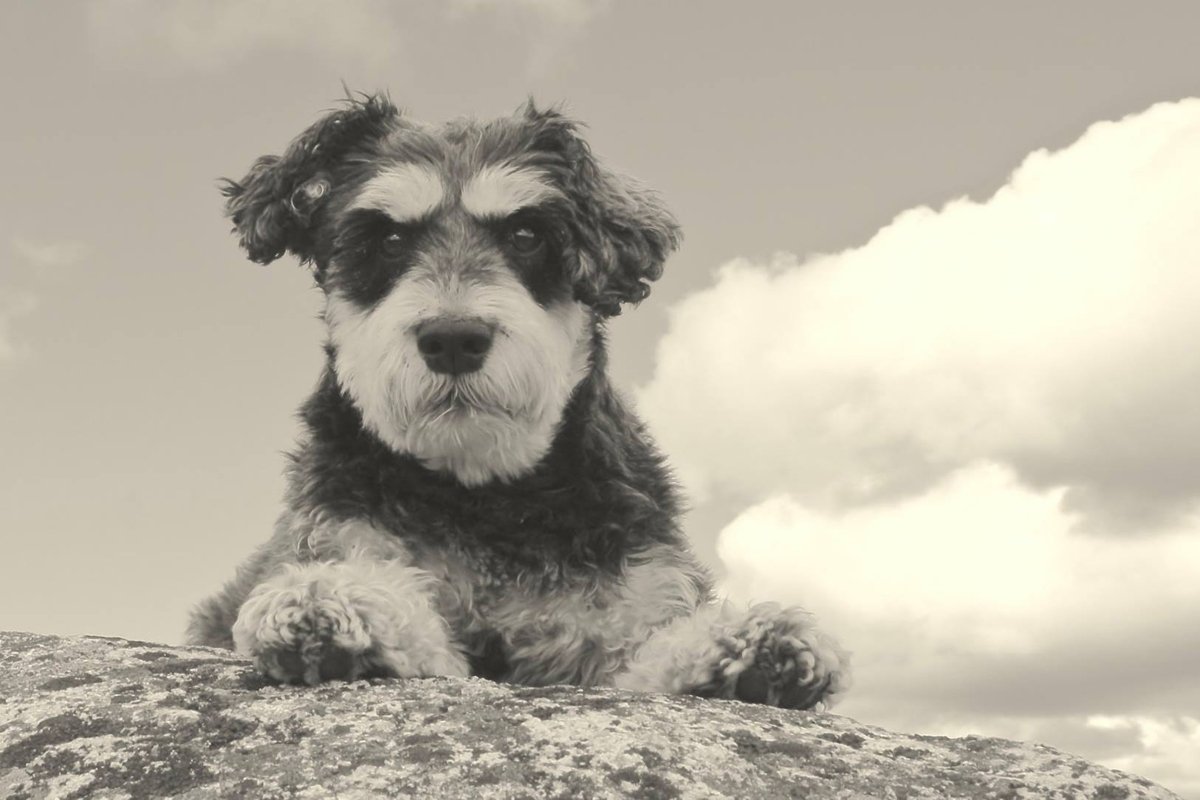 atticus