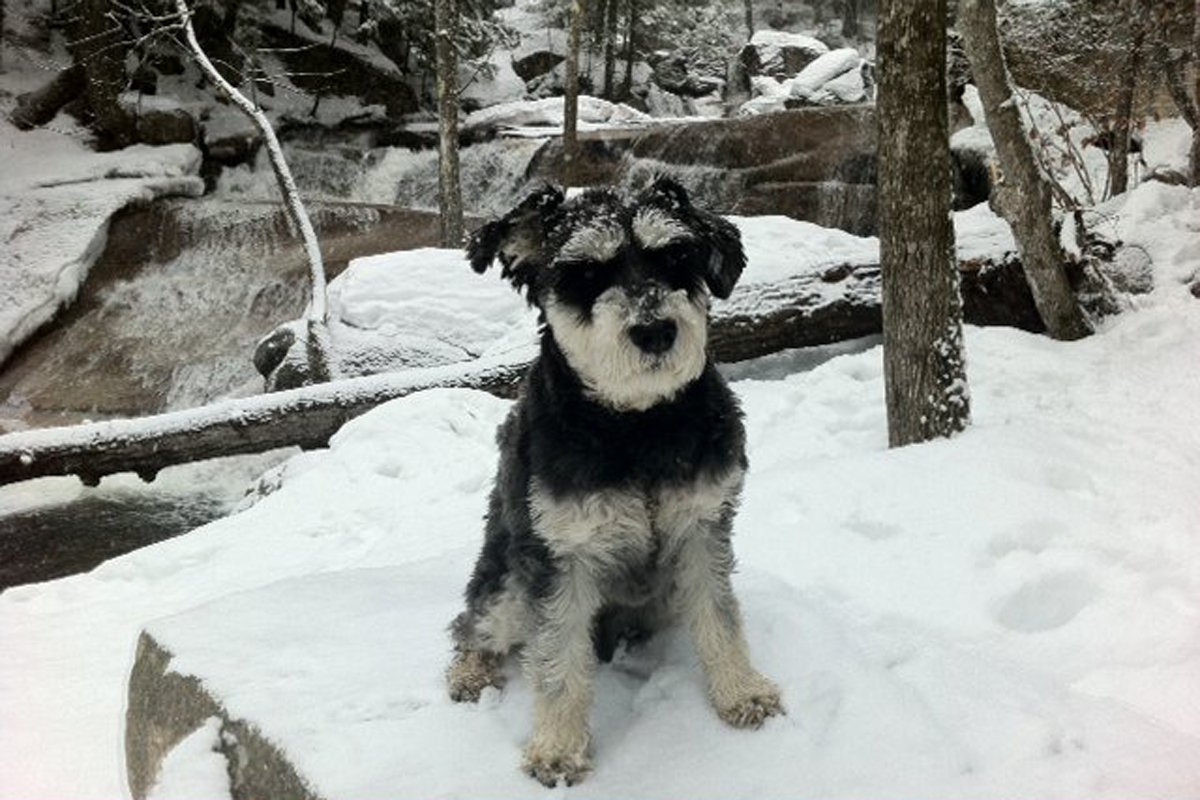 atticus