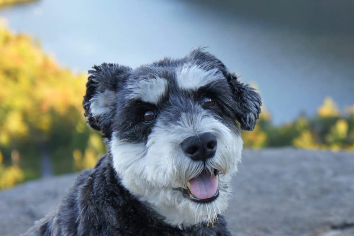 atticus