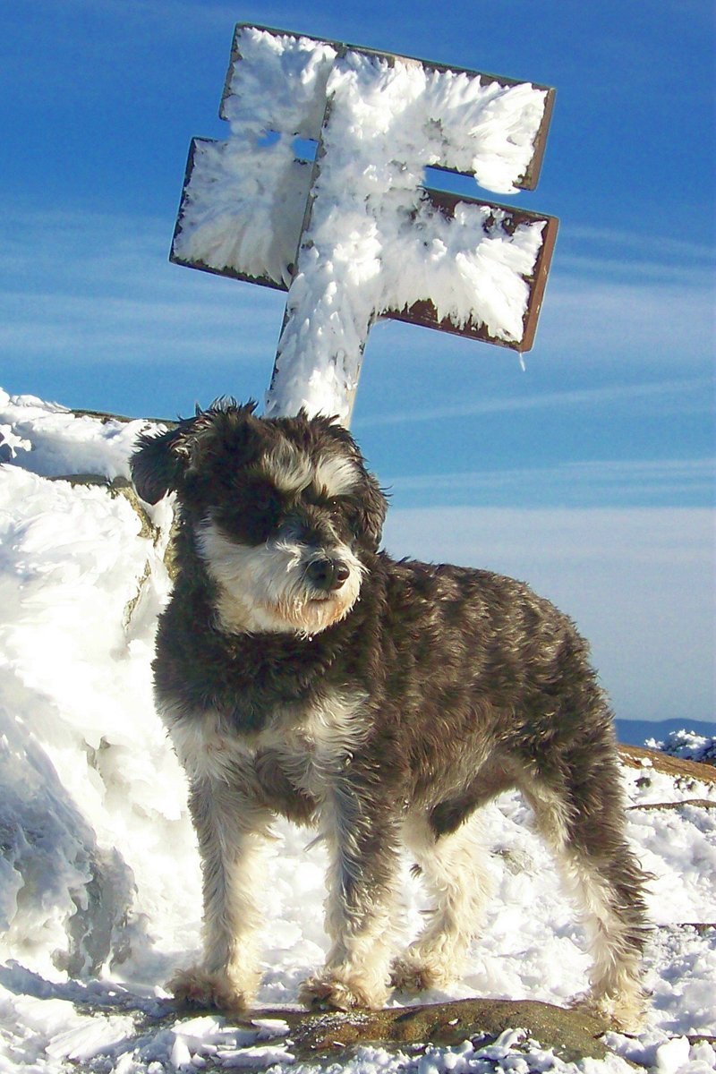 atticus 5