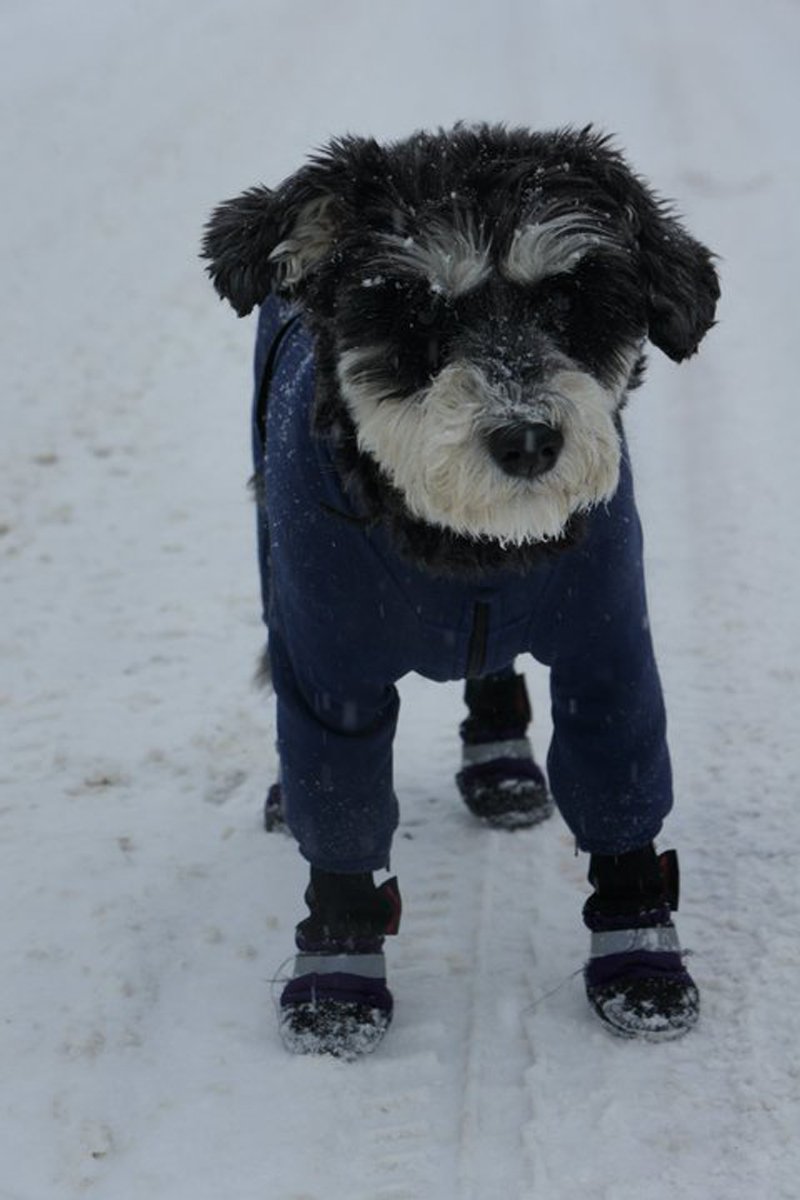 atticus 6
