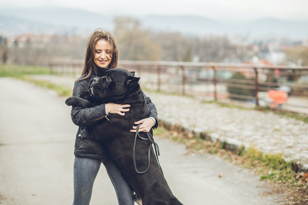 cane corso