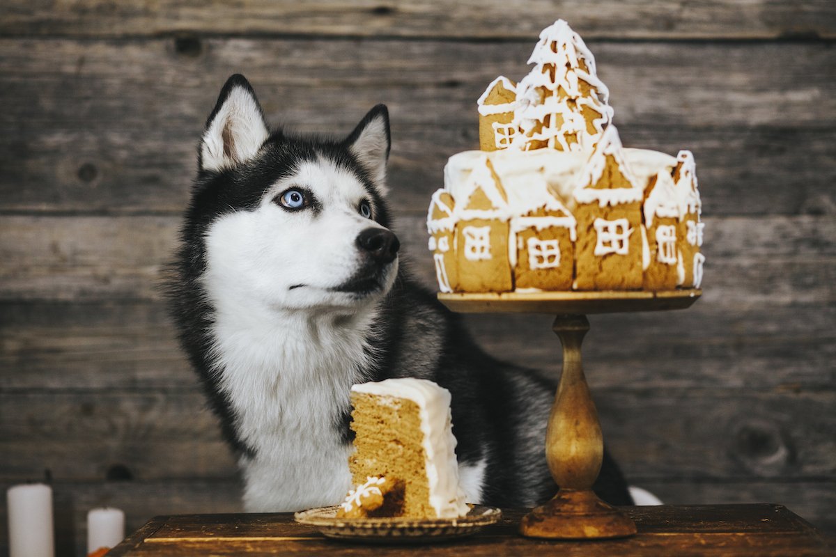 A husky dog and Christmas cake