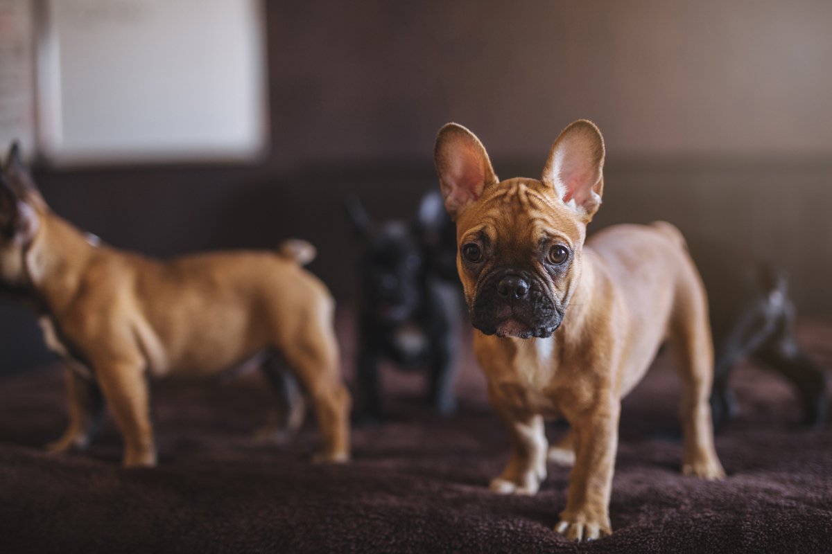 francia bulldog kölykök ágy