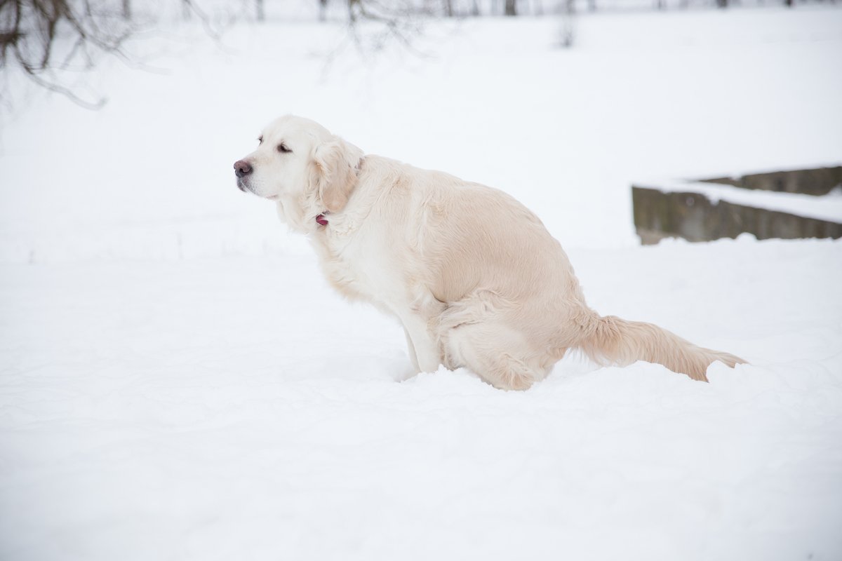 golden retriever kakil tél hó
