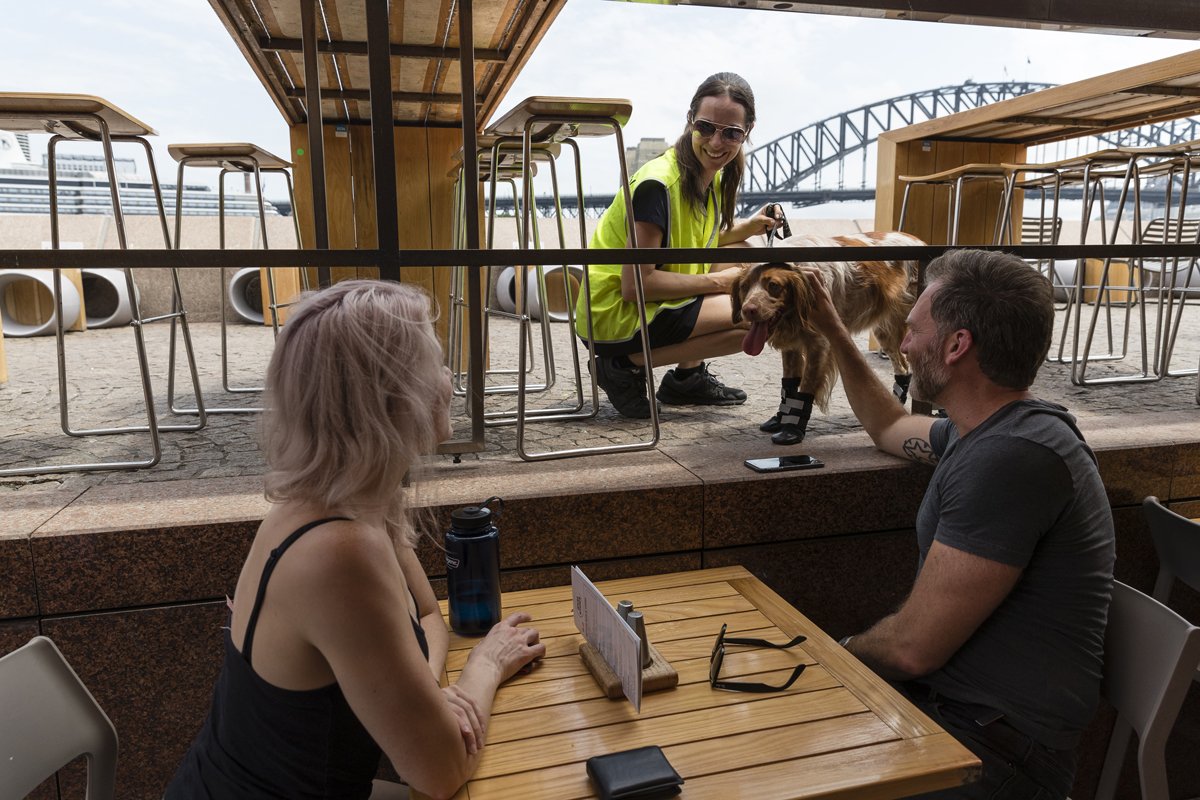 sirályűző kutya madár sydney