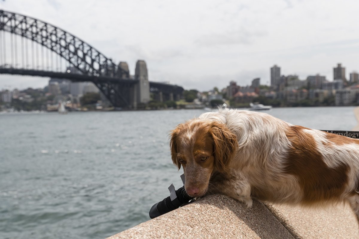 sirályűző kutya madár sydney
