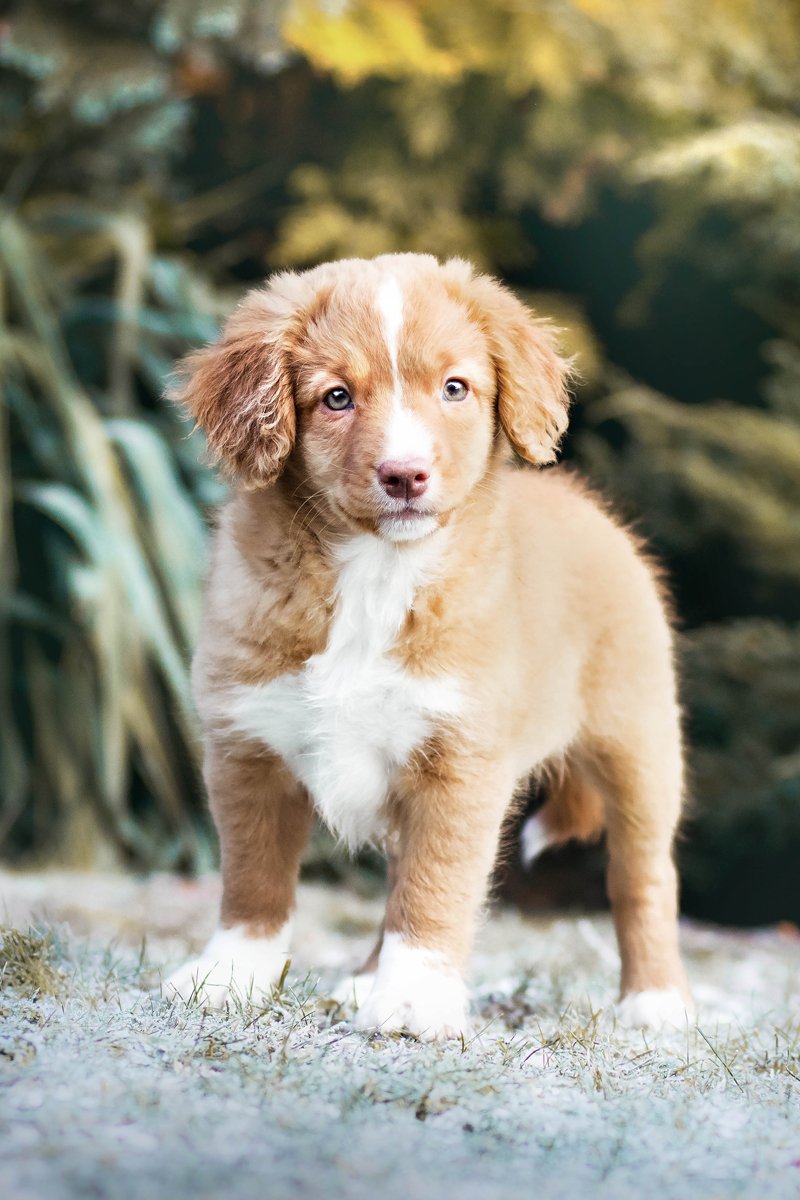 vadkacsavadász retriever tél kölyök