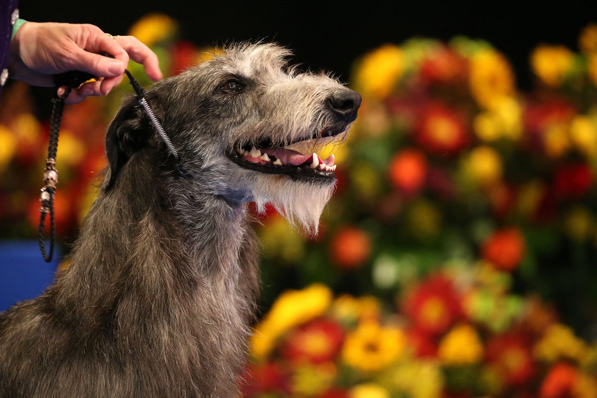 The National Dog Show claire skót szarvasagár