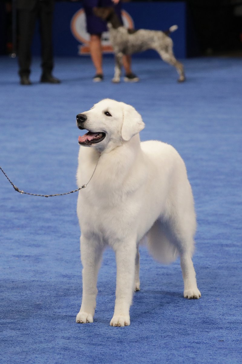 The National Dog Show kuvasz