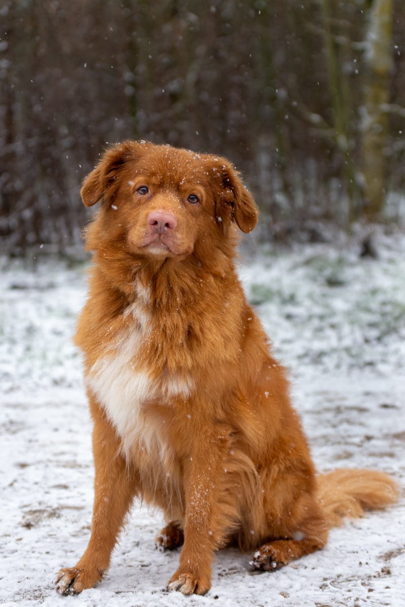 vadkacsavadász retriever tél hó