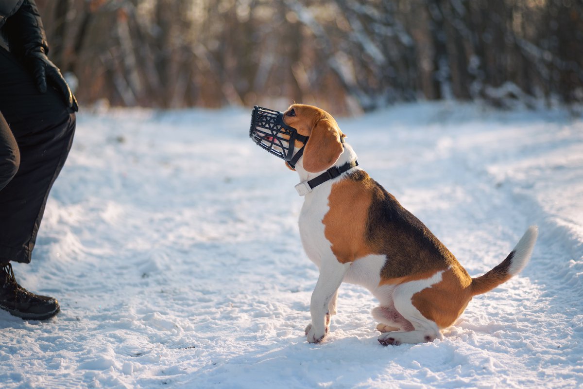 Beagle tél hó szájkosár