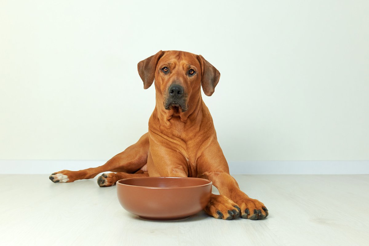 rodéziai ridgeback tál etetés eszik üres fekszik afrikai oroszlánkutya