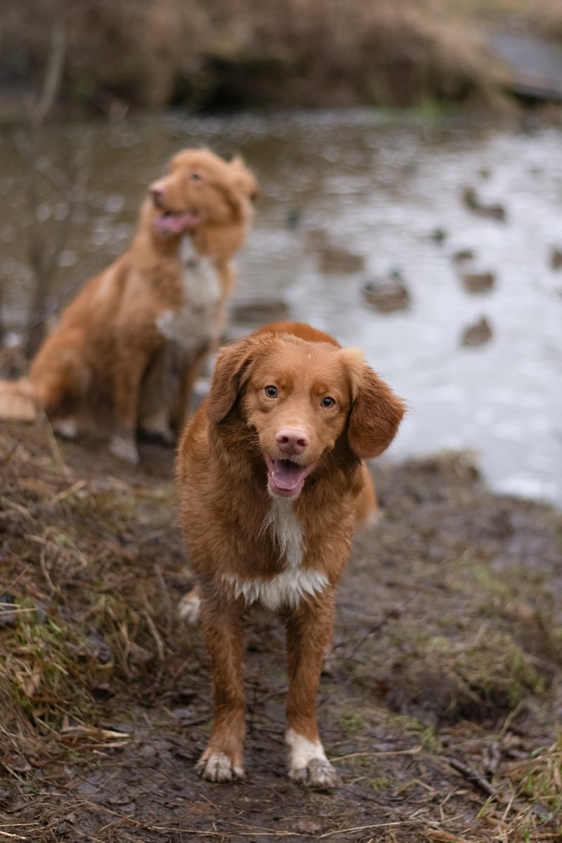 vadkacsavadász retriever sár víz