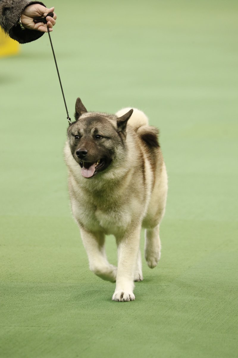 kiállítás norvég elkhund