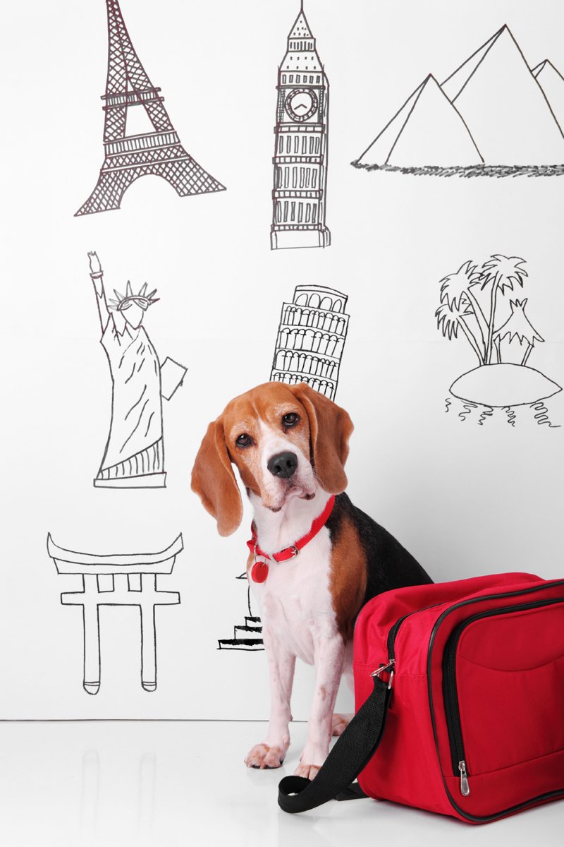 beagle táska bőrönd utazás ország