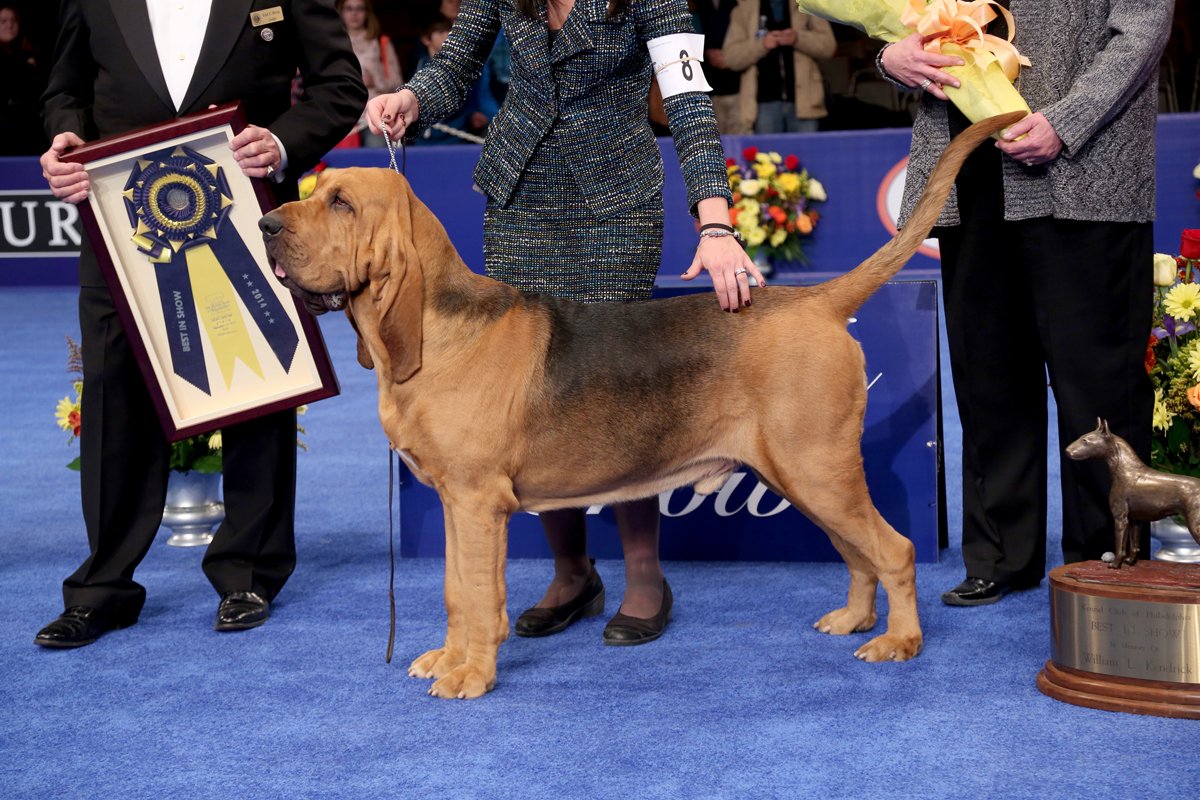 The National Dog Show kiállítás angol véreb