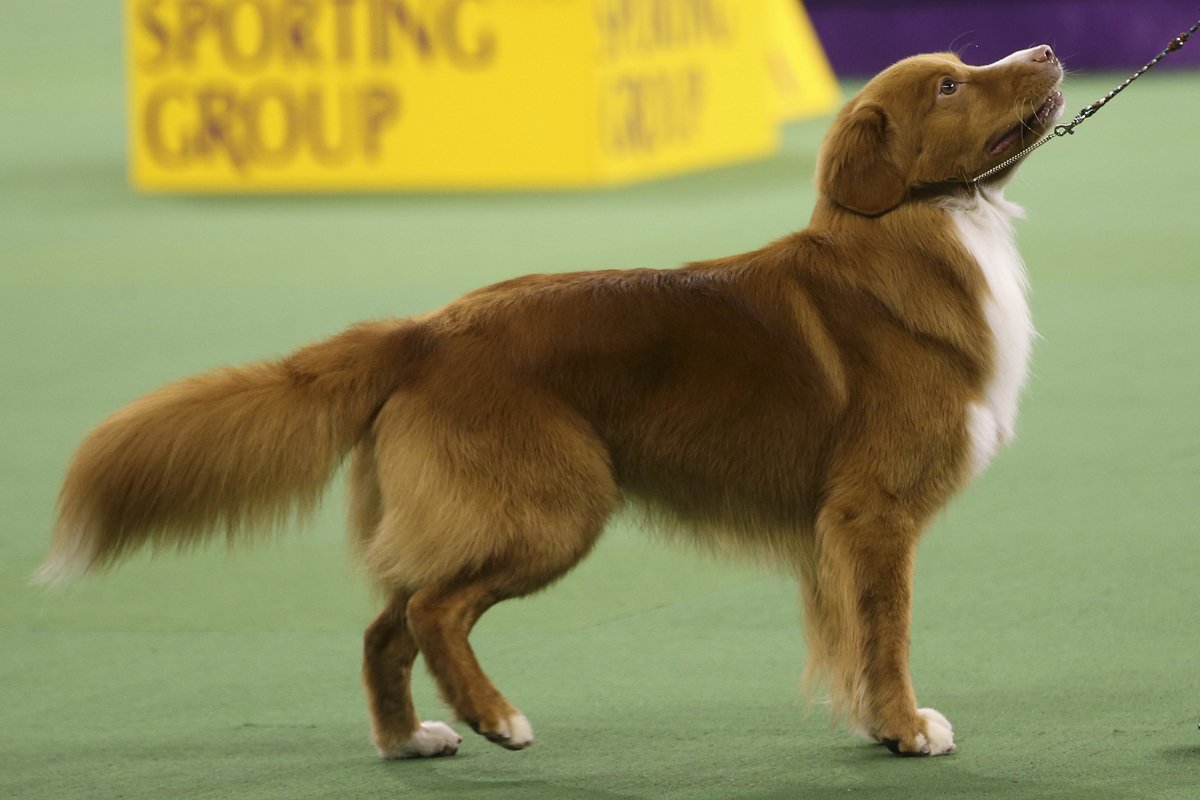 vadkacsavadász retriever  kiállítás