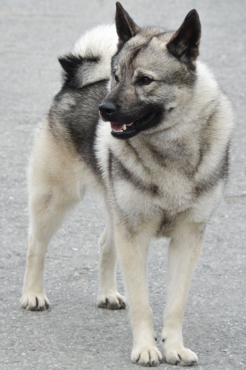 Elkhound