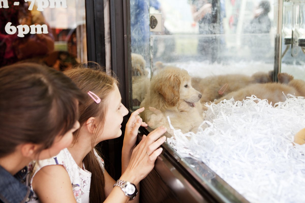 pet shop kisállat kereskedés