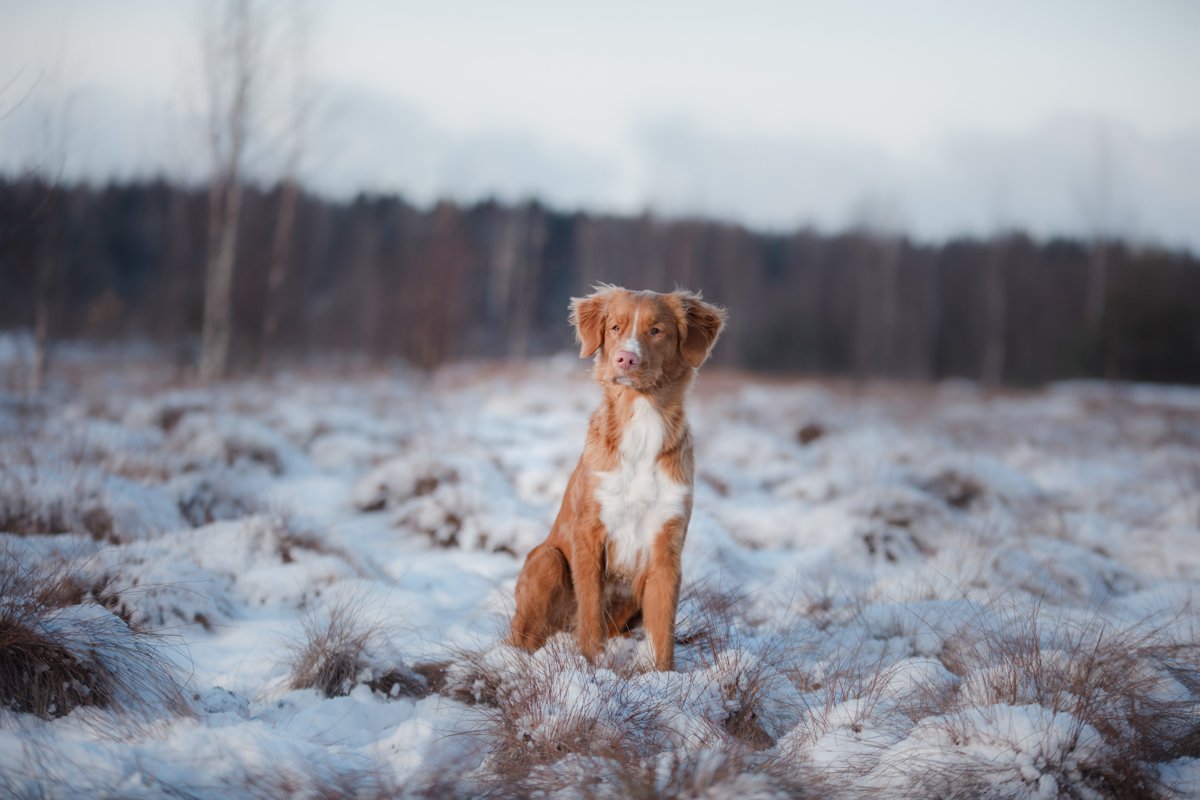 vadkacsavadász retriever  hó tél kocka