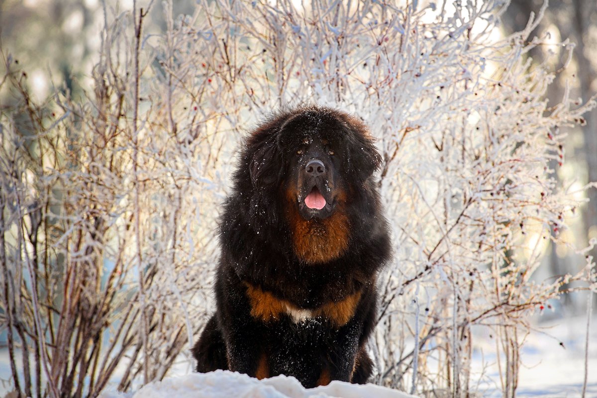 tibeti masztiff tél hó
