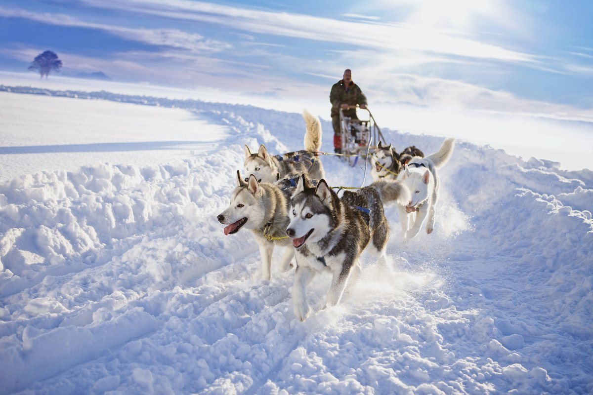 husky