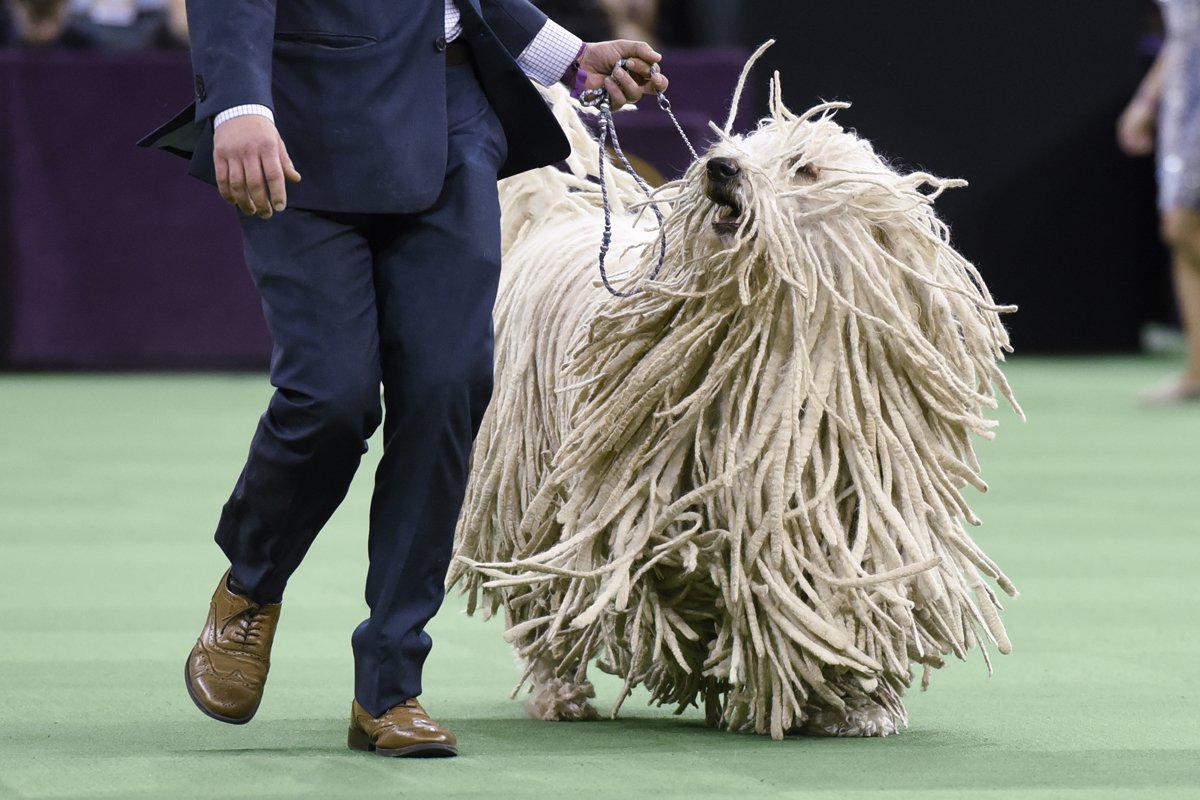 komondor kiállítás