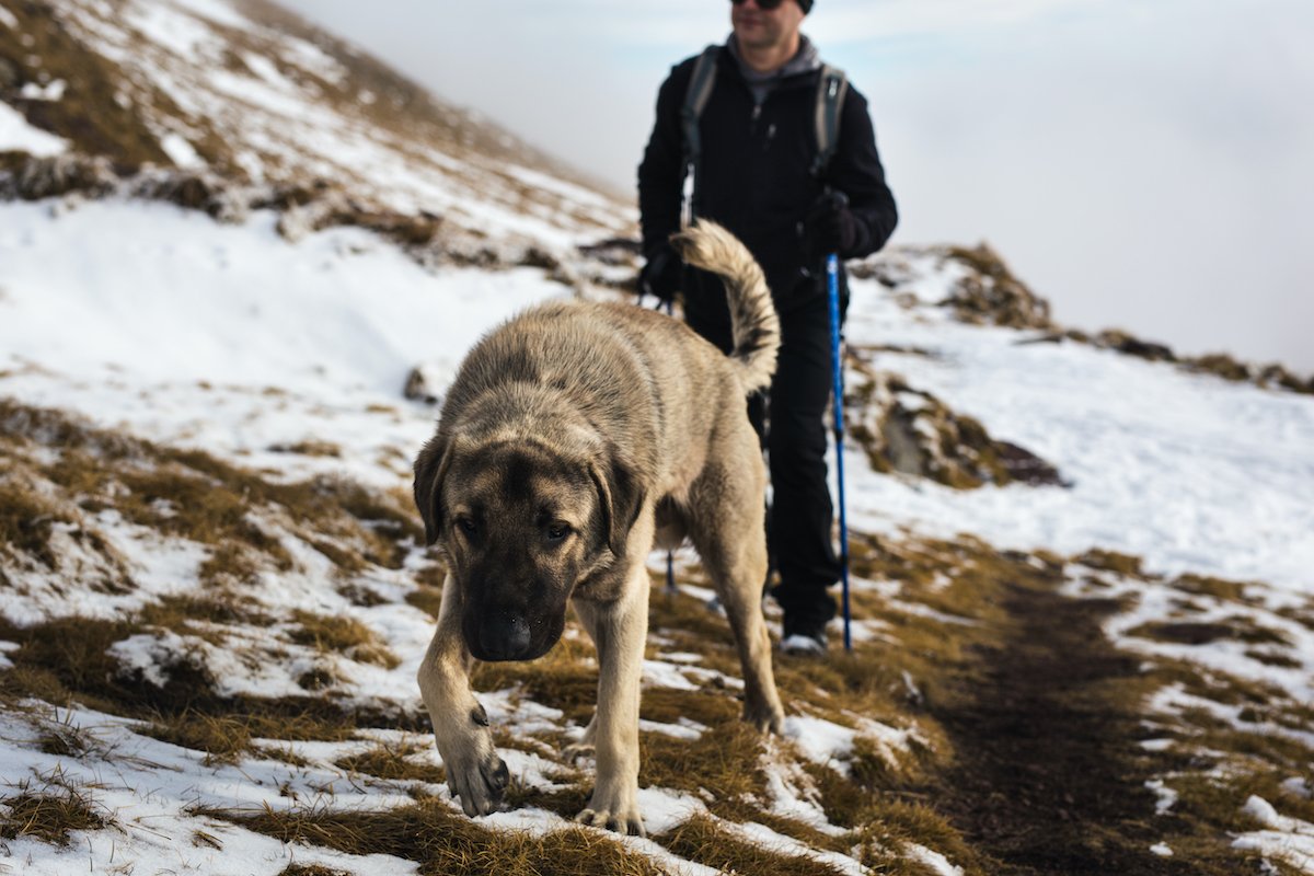 Dog walks in nature with owner