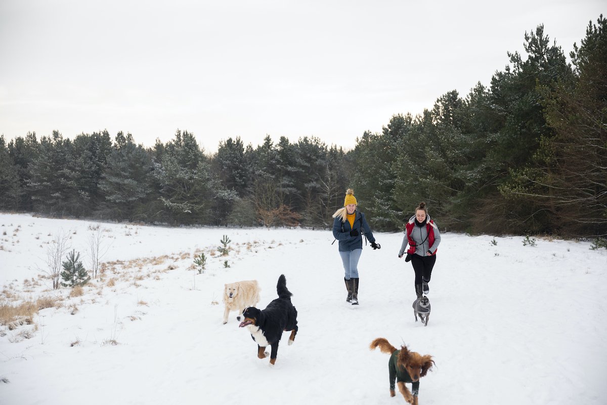 Chasing The Dogs