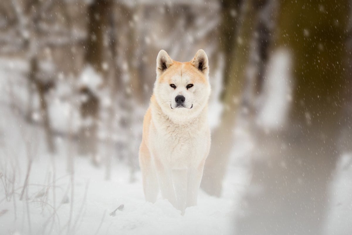 Akita tél hó
