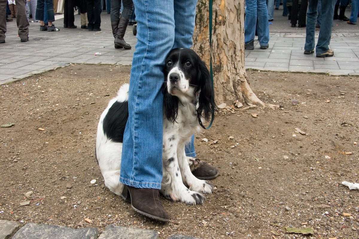 fél