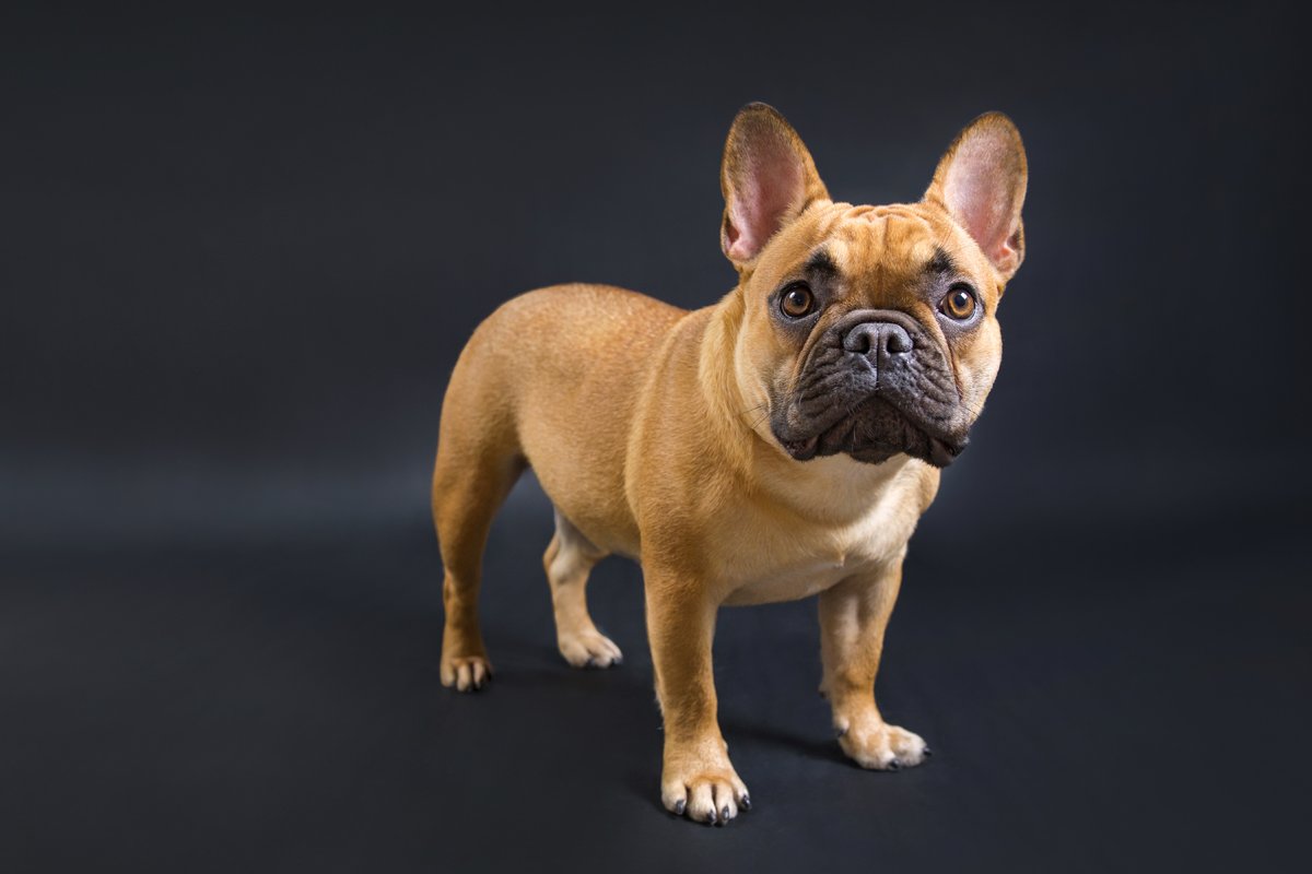 francia bulldog