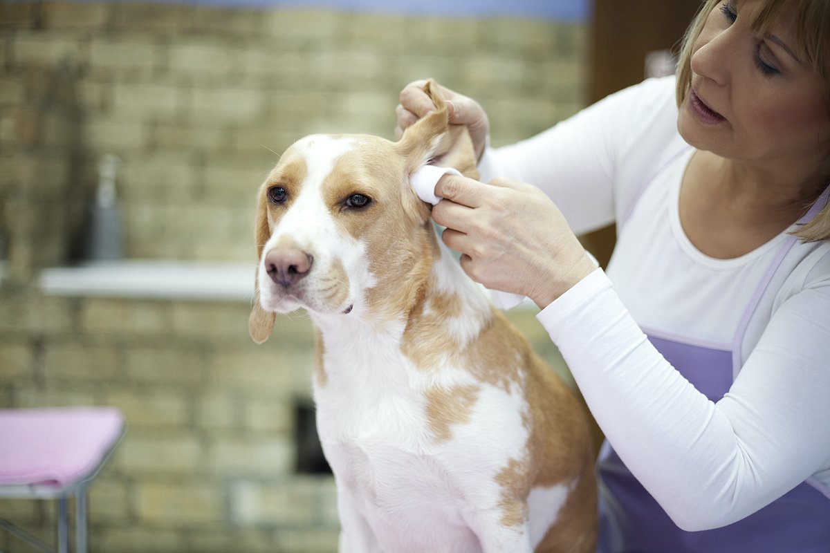 Groomer with a dog