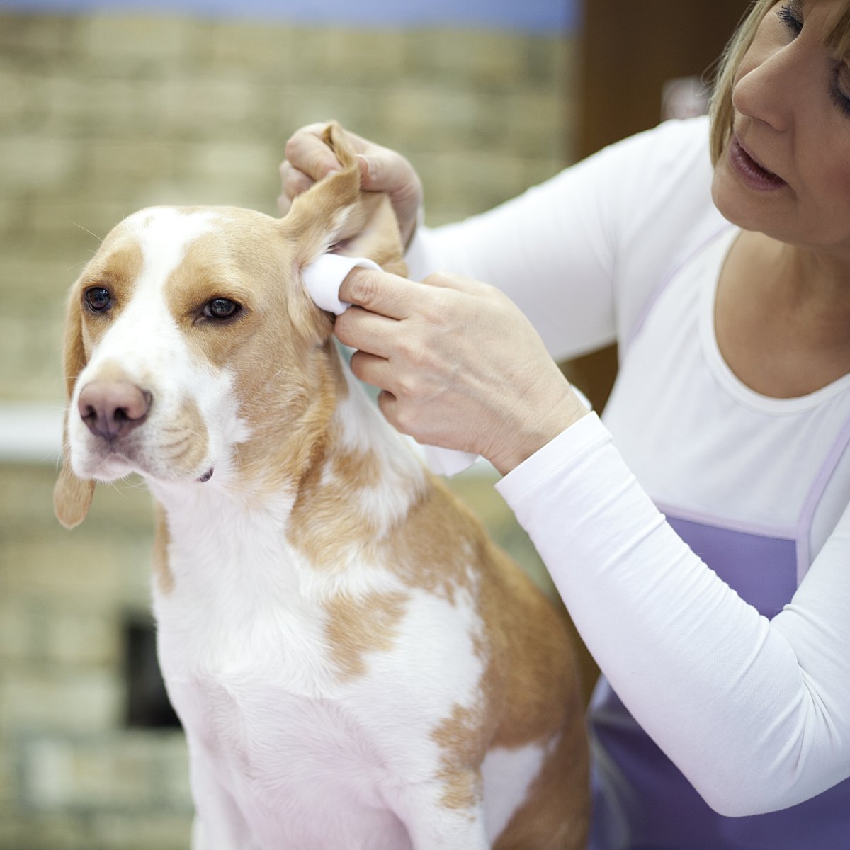 Groomer with a dog