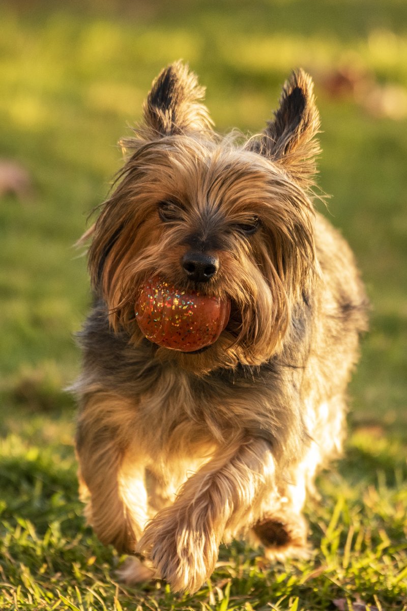 Ausztrál selyemszőrű silky terrier játék labda