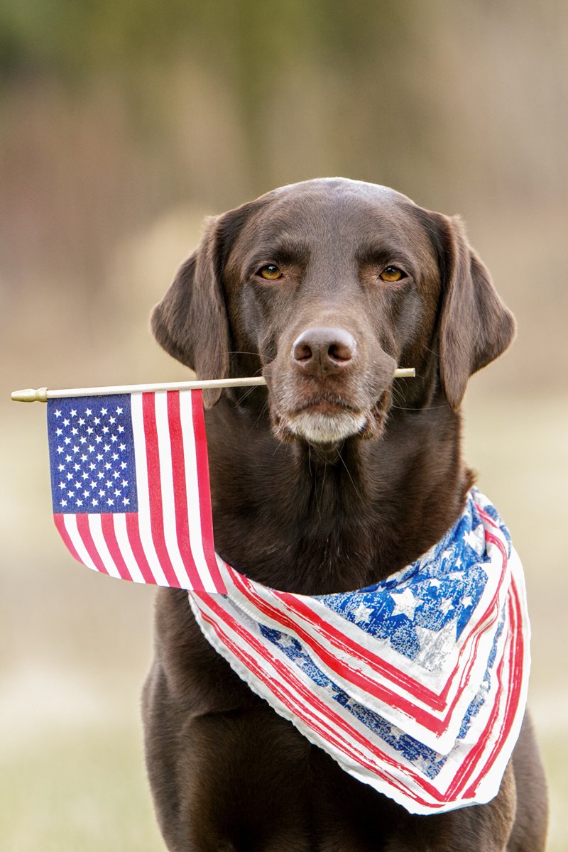 labrador amerika usa zászló